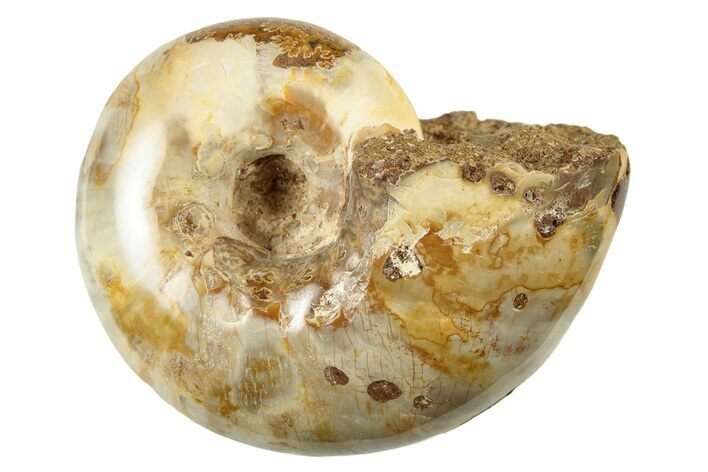 Jurassic Ammonite Fossil - Sakaraha, Madagascar #251437